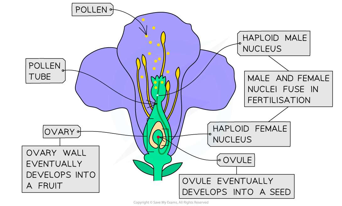 Diagram of a flower's fertilisation process showing pollen, pollen tube, ovule, haploid nuclei, and labels indicating development into seed and fruit.