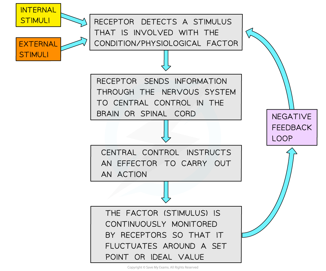 Flowchart illustrating a negative feedback loop with internal and external stimuli. It involves receptors, central control, and effectors to maintain stability.