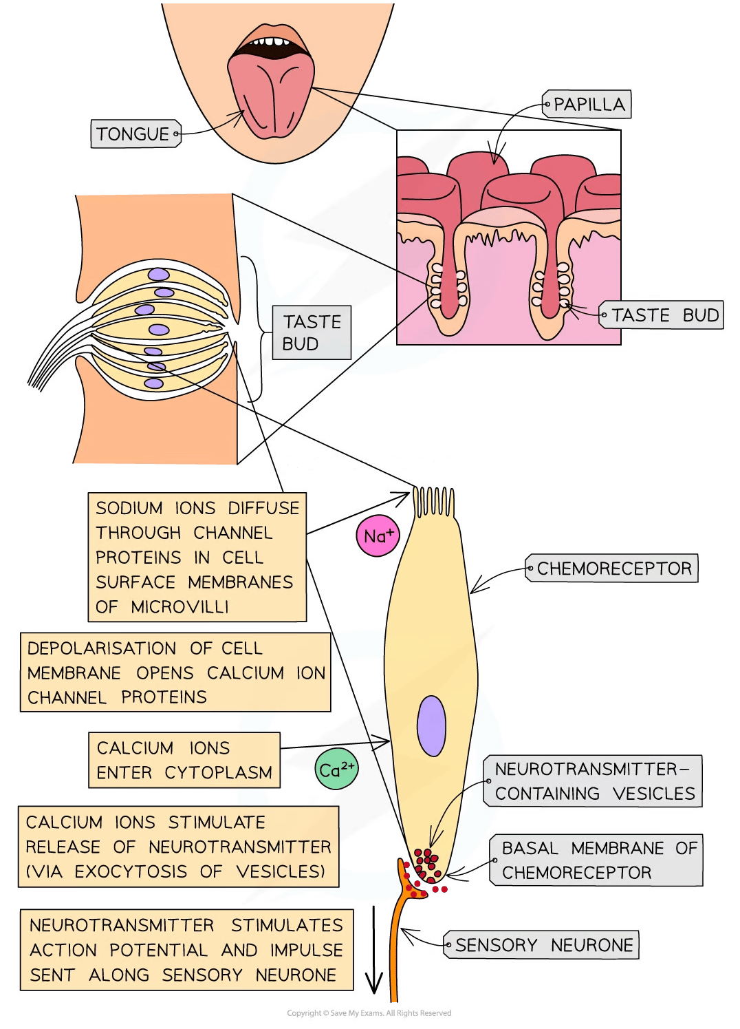 Diagram showing taste bud structure and transduction pathway, illustrating ion diffusion, neurotransmitter release, and impulse transmission to neurones.