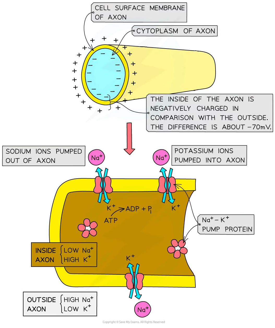 Diagram illustrating axon membrane with sodium ions pumped out and potassium ions pumped in, showing ion concentration differences and charge imbalance.