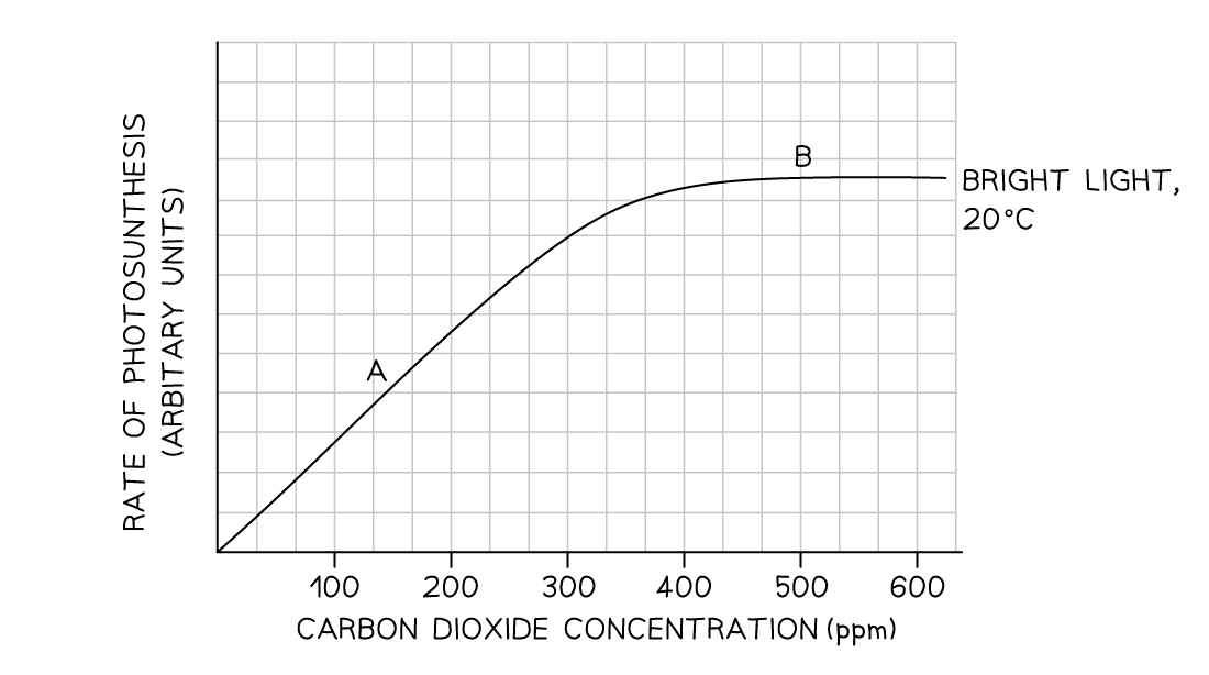 Graph showing the rate of photosynthesis increasing with carbon dioxide concentration. The line shows an increase in rate between 0-400 ppm (labelled A) and a levelling off above 400 pm (labelled B). The line is also labelled to indicate that the reaction is taking place under bright light and at 20 C.