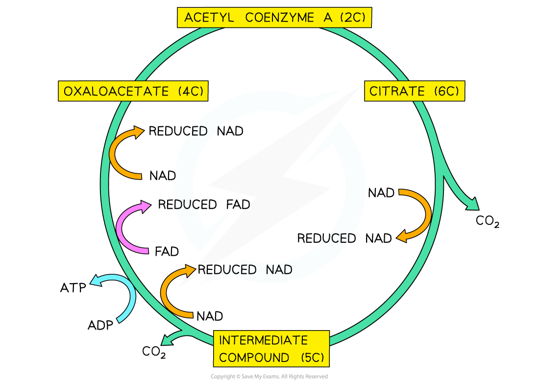 Diagram of the Krebs cycle showing acetyl CoA, citrate, oxaloacetate, intermediate compound, ATP production, CO2 release, NADH, and FADH2 formation.