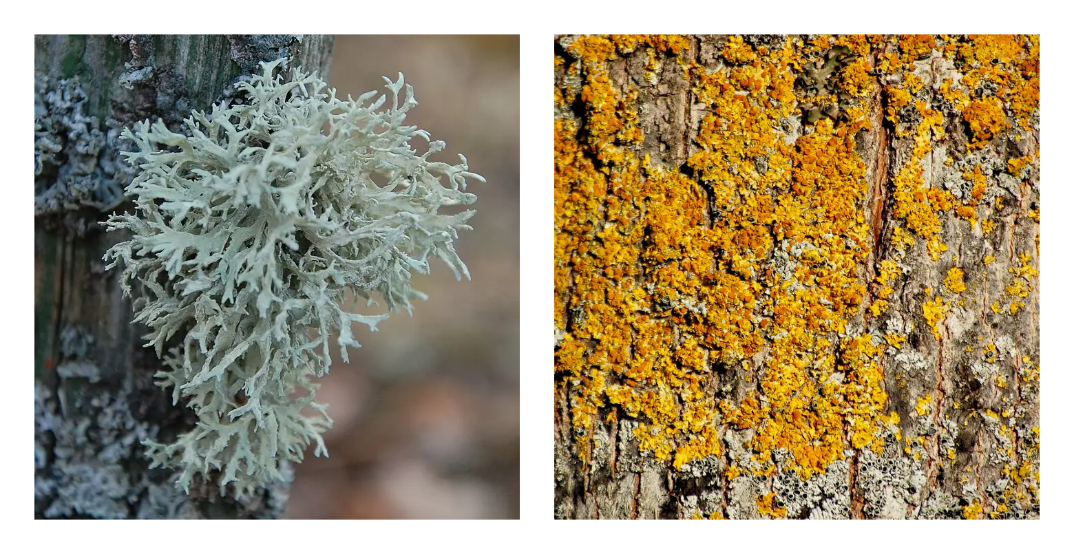 A pale green lichen with leaf-like structures is attached to a wooden post (left) and a yellow-orange lichen forms a crust over the bark of a tree (right)