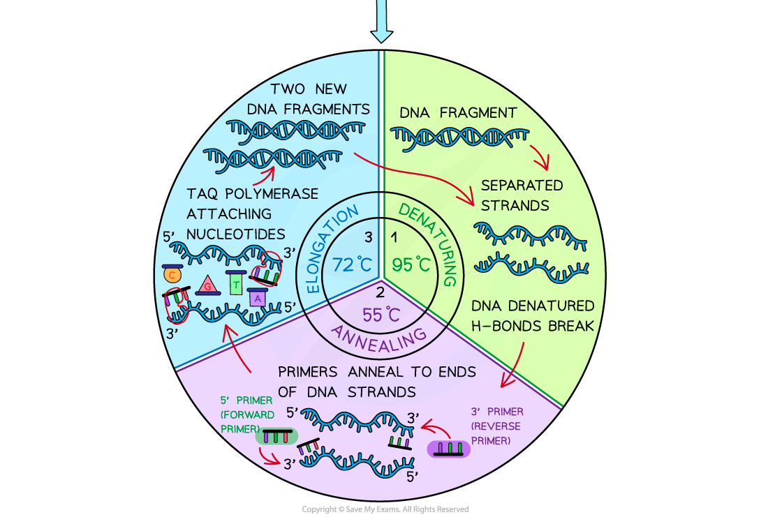 Diagram illustrating PCR cycle: denaturing at 95°C, annealing at 55°C, elongation at 72°C. Shows DNA strands, primers, and Taq polymerase action.