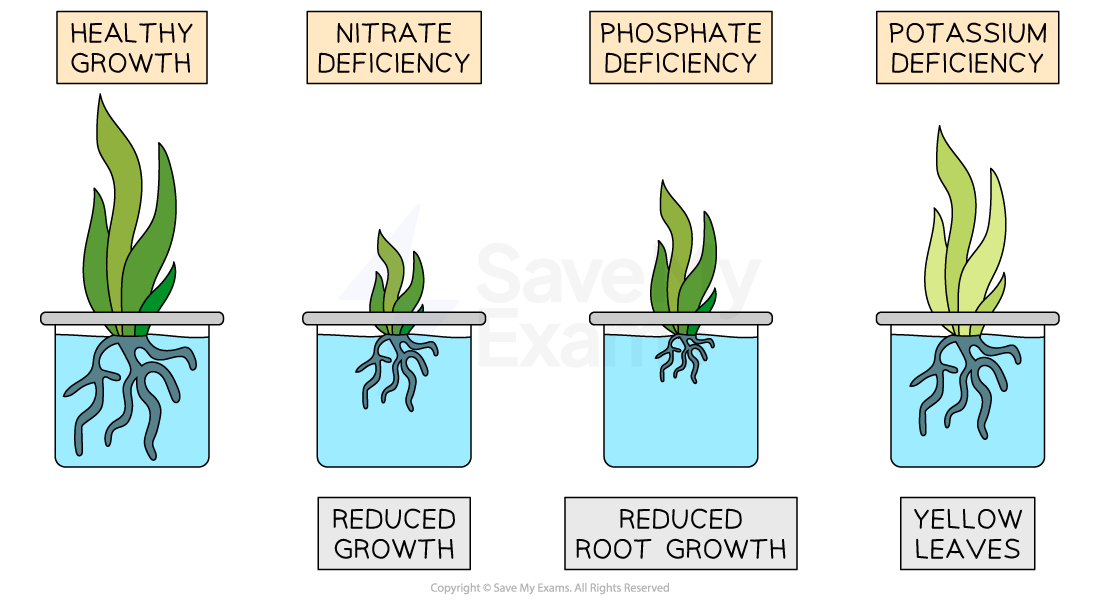 Four plants in pots showing effects of nutrient deficiencies: healthy growth, nitrate deficiency with reduced growth, phosphate deficiency with reduced roots, potassium deficiency with yellow leaves.