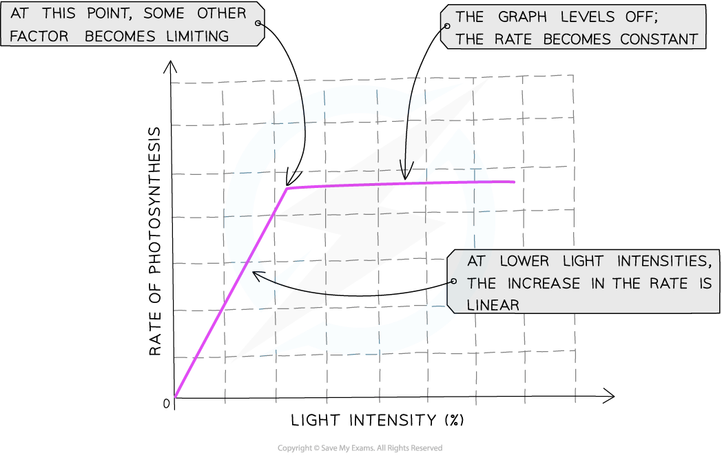 Graph showing rate of photosynthesis versus light intensity. The rate increases linearly, then plateaus as another factor becomes limiting.