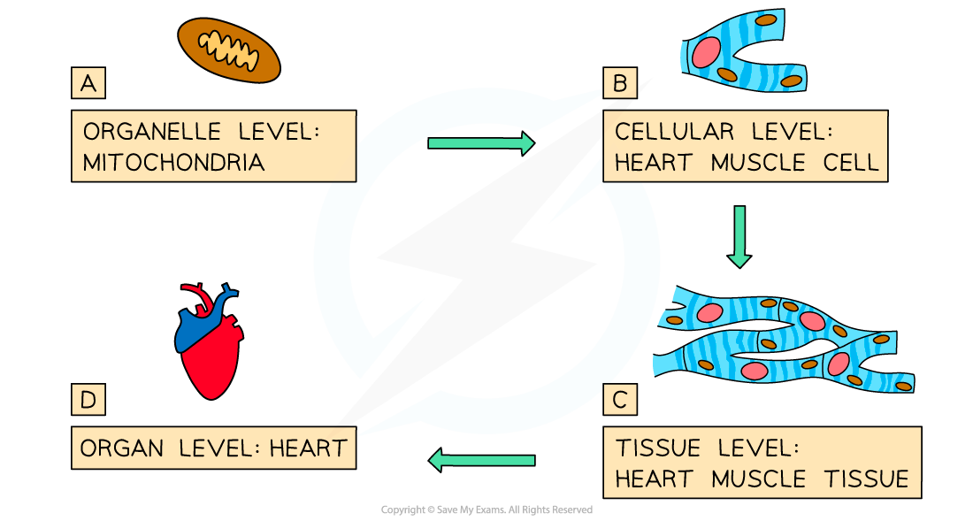 Diagram showing levels from mitochondria to heart muscle cell, tissue, and heart. Arrows indicate progression from organelle to organ.