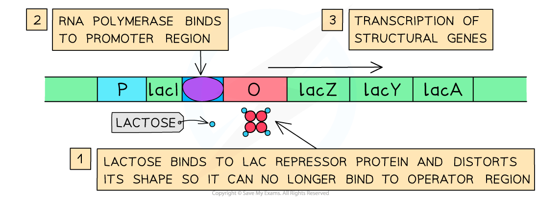 Diagram showing lactose binding to the lac repressor, RNA polymerase binding to the promoter, and transcription of structural genes in the lac operon.