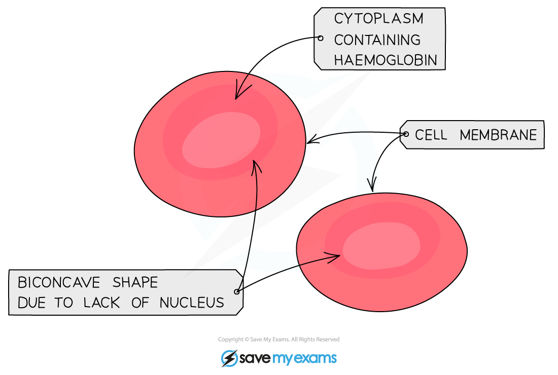 Diagram of red blood cell showing biconcave shape, cell membrane, and cytoplasm containing haemoglobin, highlighted with labelled arrows.