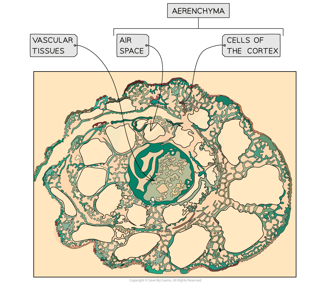 Cross-section diagram of plant tissue, labelled with vascular tissues, air space, aerenchyma, and cells of the cortex, showing structural details.
