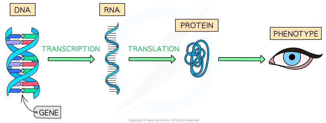 Flowchart showing DNA transcription to RNA, translation to protein, resulting in phenotype, symbolised by an eye. Arrow labels guide process.