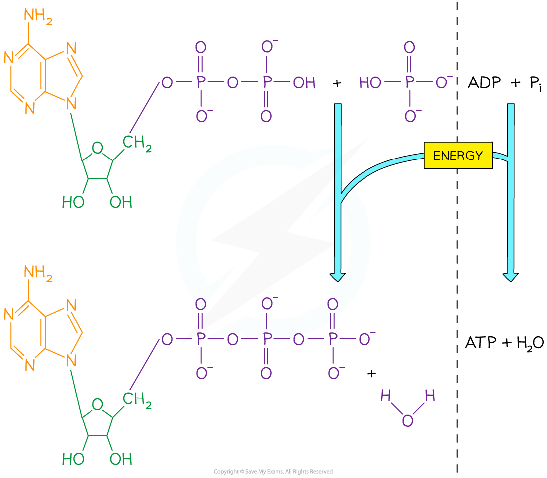 ATP Synthesis