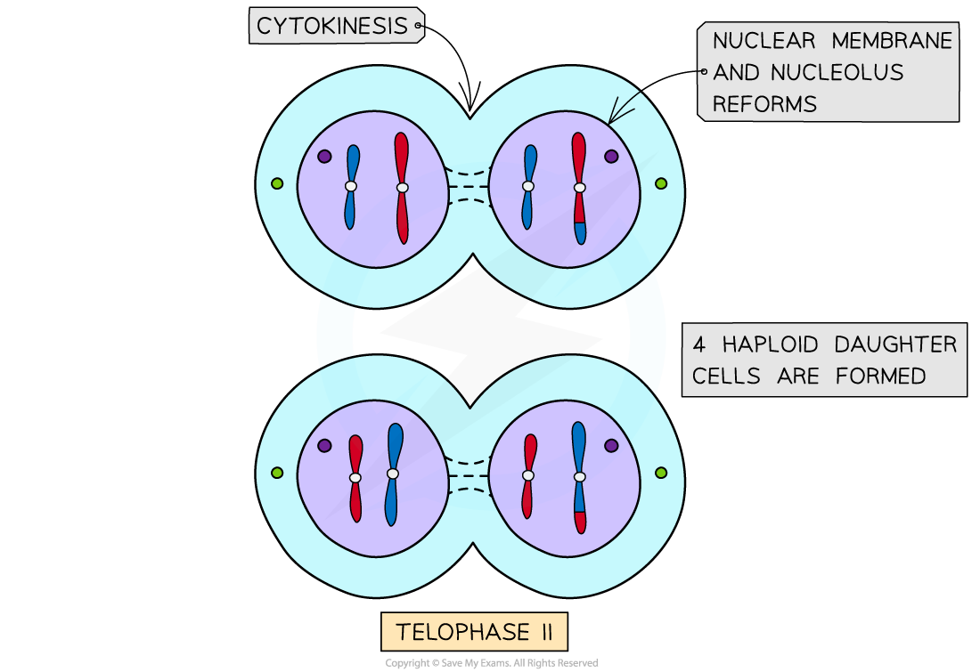 Diagram of telophase II in meiosis; cytokinesis occurs, nuclear membranes reform, resulting in four haploid daughter cells.