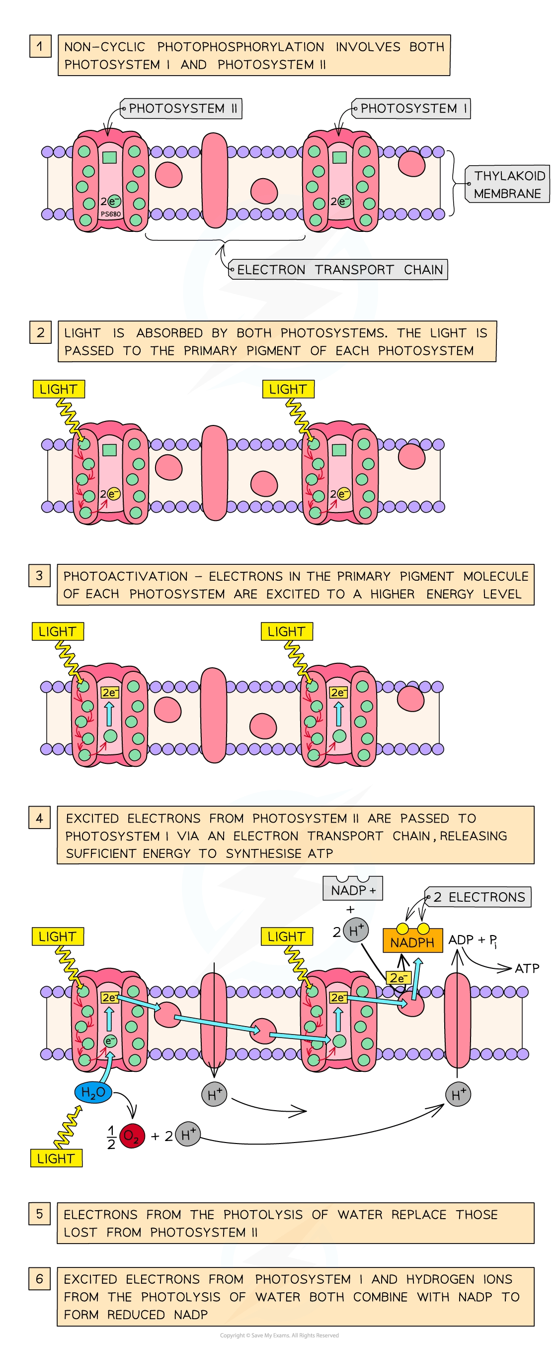 Diagram of non-cyclic photophosphorylation in thylakoid membrane. Shows photosystems I and II, electron transport chain, light absorption, and ATP synthesis.