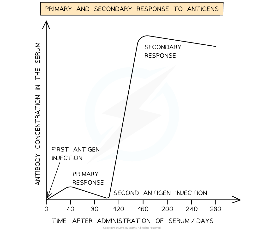 Graph showing primary and secondary antibody responses to antigens over 280 days, with sharp increase after second injection around day 120.