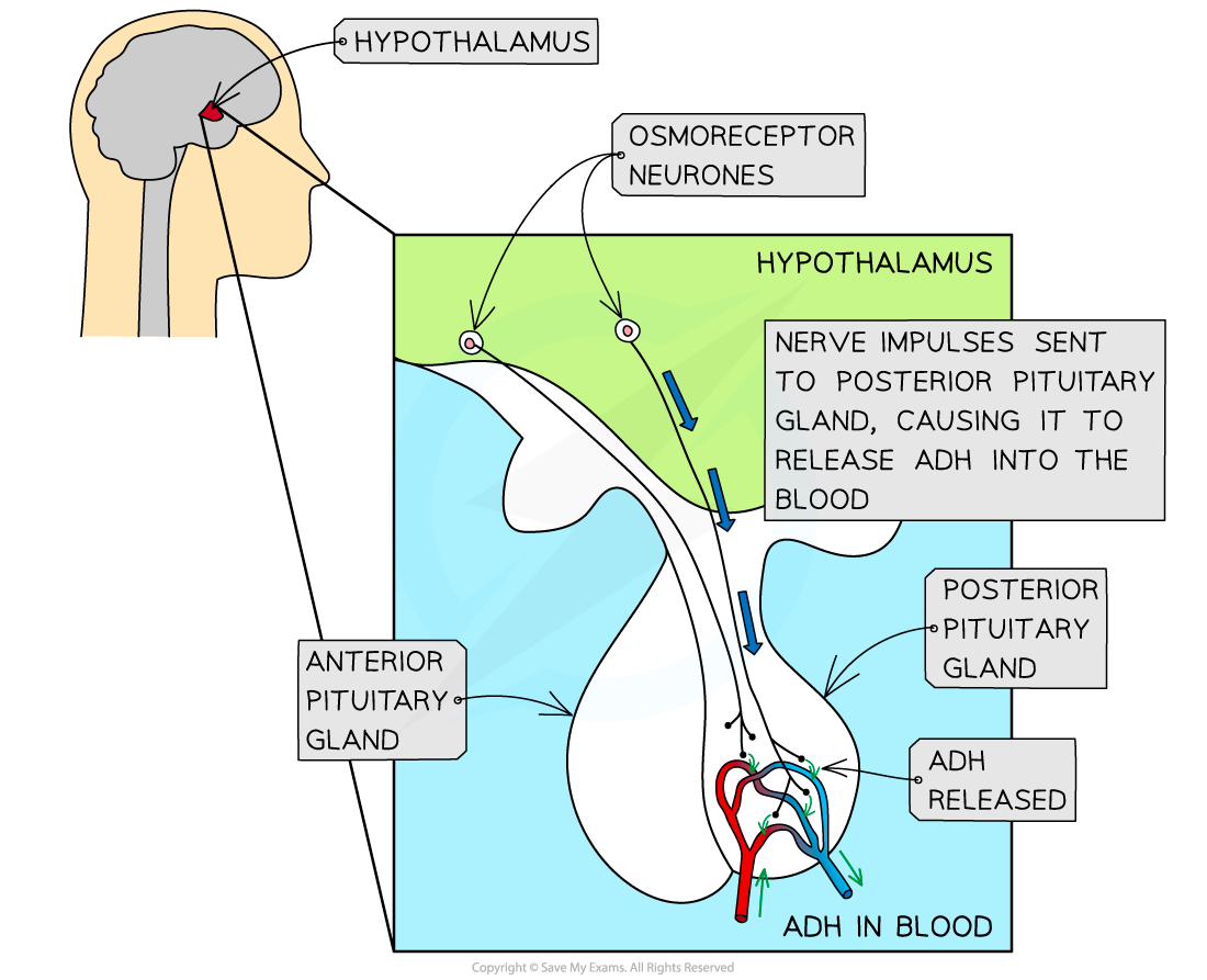 Diagram showing the hypothalamus stimulating the posterior pituitary gland to release ADH into the blood, involving osmoreceptor neurones.