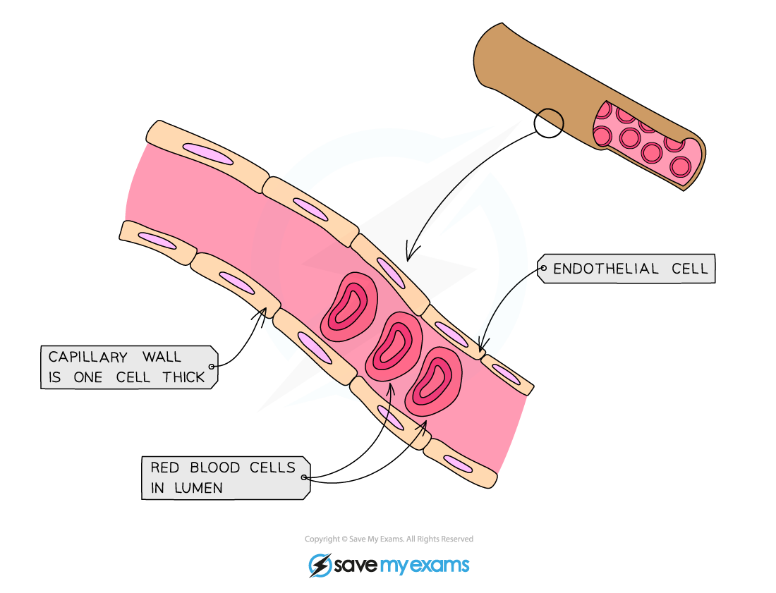 Diagram showing a cutaway of a capillary with labels: "Capillary wall is one cell thick," "Endothelial cell," and "Red blood cells in lumen."