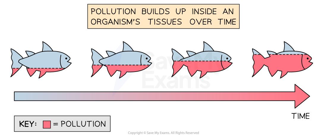 Diagram showing pollution accumulation in fish tissues over time, illustrated with four fish with increasing red shading and an arrow indicating time progression.