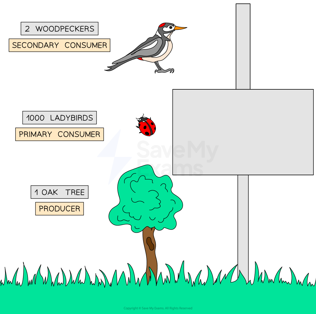 Diagram illustrating a food chain: an oak tree as producer, 1000 ladybirds as primary consumers, and 2 woodpeckers as secondary consumers.