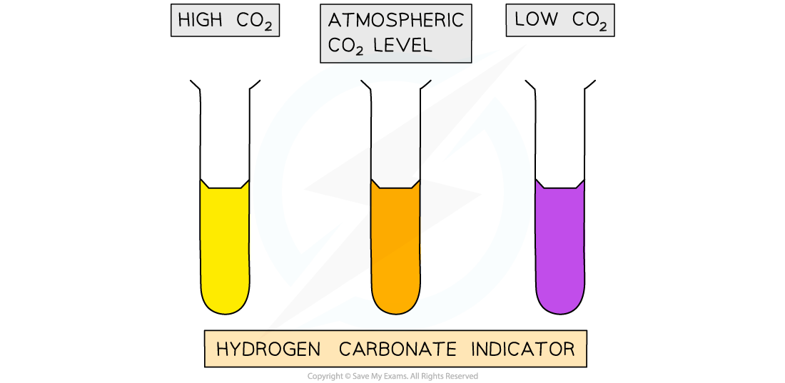 Three test tubes with hydrogen carbonate indicator show CO2 levels: yellow for high, orange for atmospheric, and purple for low CO2.