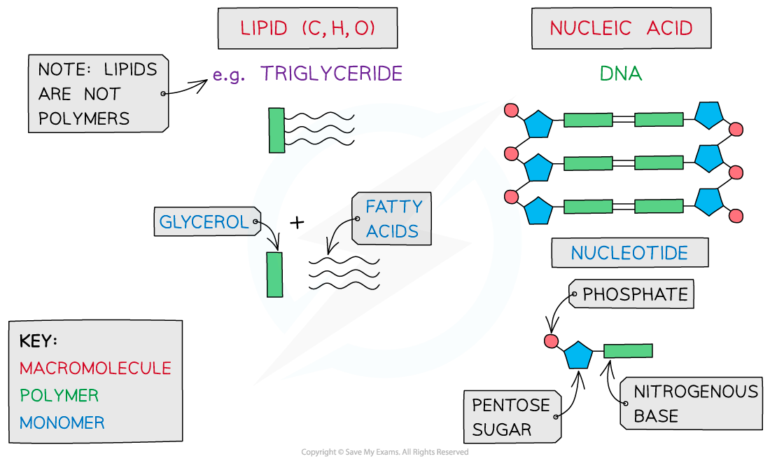 Diagram showing lipids and nucleic acids. Lipids, not polymers, include triglycerides with glycerol and fatty acids. Nucleic acids like DNA form from nucleotides.