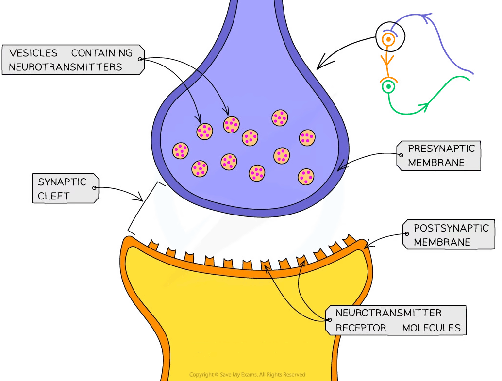 Illustration of a synapse showing vesicles with neurotransmitters, presynaptic and postsynaptic membranes, synaptic cleft, and receptor molecules.