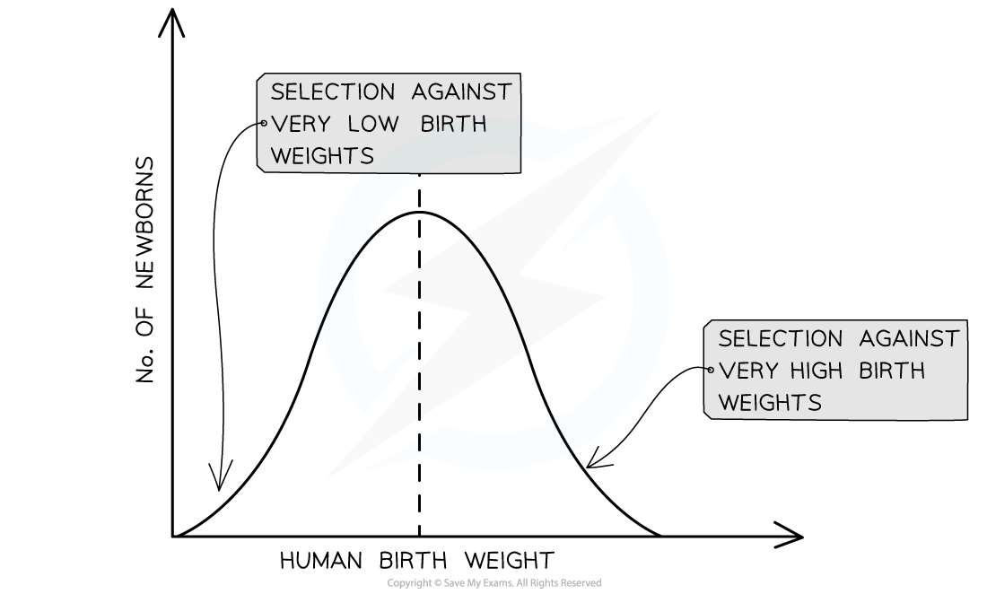Graph showing human birth weight distribution; labels indicate selection against very low and high birth weights. Y-axis: number of newborns.