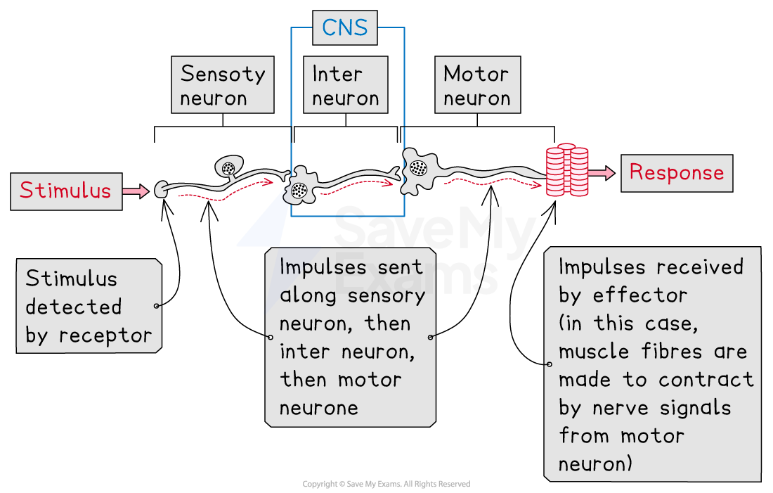 Diagram of the nervous system response pathway, showing stimulus detection by receptors, impulses via sensory, relay, motor neurones, leading to muscle contraction.