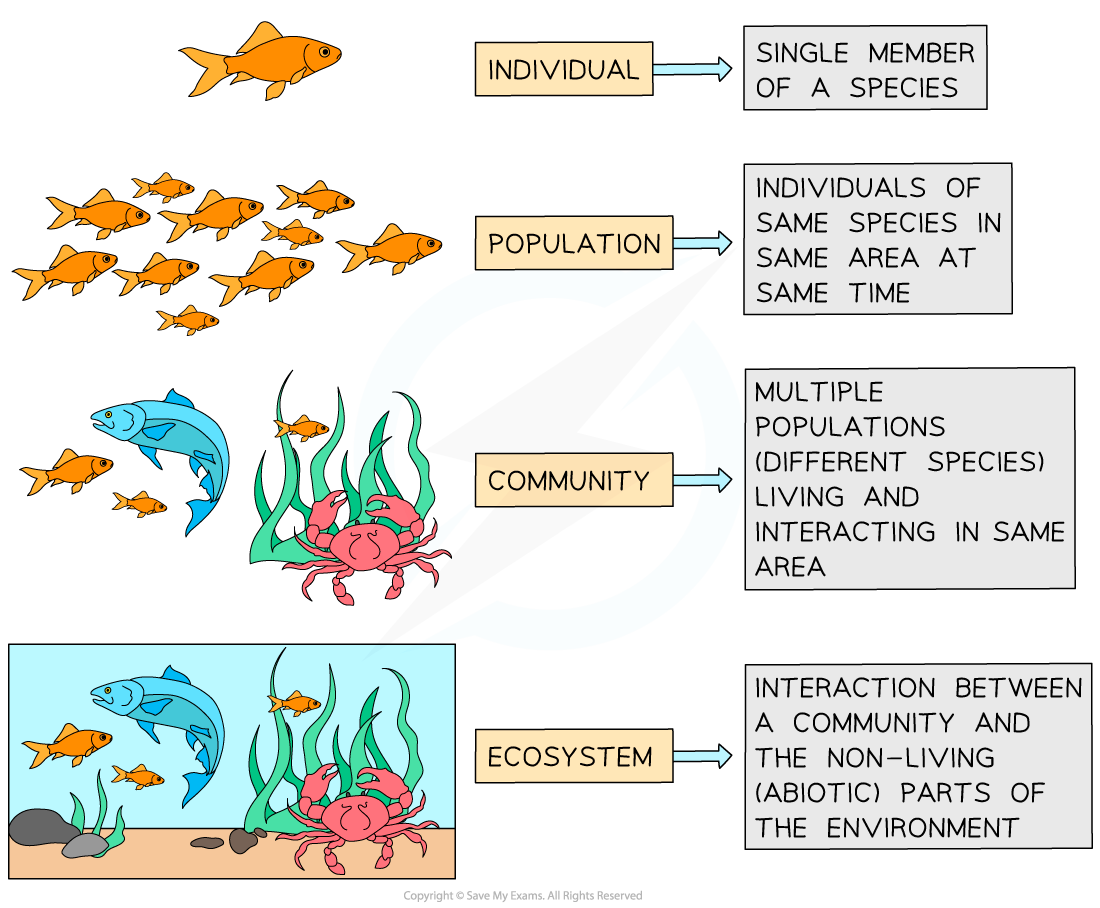 Diagram illustrating ecological hierarchy: individual fish, fish population, diverse species community, and ecosystem with abiotic interactions.