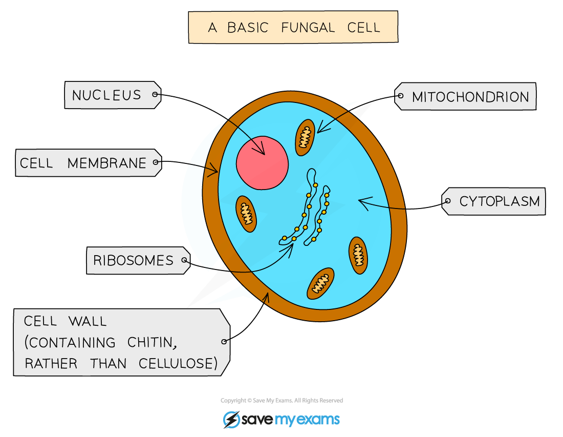 Diagram of a basic fungal cell showing labelled nucleus, mitochondrion, cytoplasm, cell membrane, ribosomes, and cell wall with chitin.