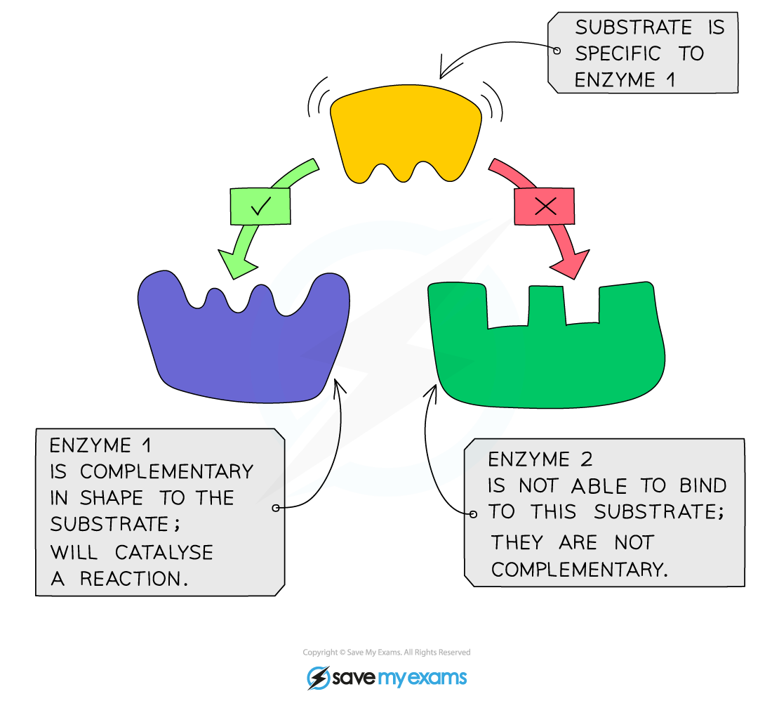 Diagram showing substrate specificity: a substrate fits enzyme 1 but not enzyme 2. Enzyme 1 catalyses a reaction, enzyme 2 does not.