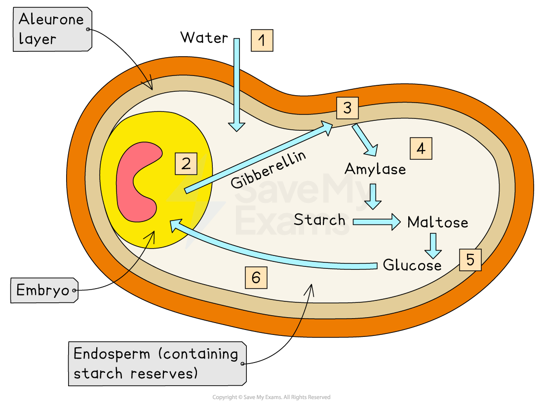 Diagram of a seed showing gibberellin release from the embryo, amylase production in the aleurone layer, and starch conversion to glucose.