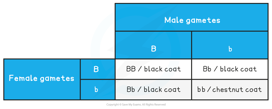 Punnett square showing coat colour inheritance in horses; black coat (BB, Bb) and chestnut coat (bb) from male and female gametes B and b.