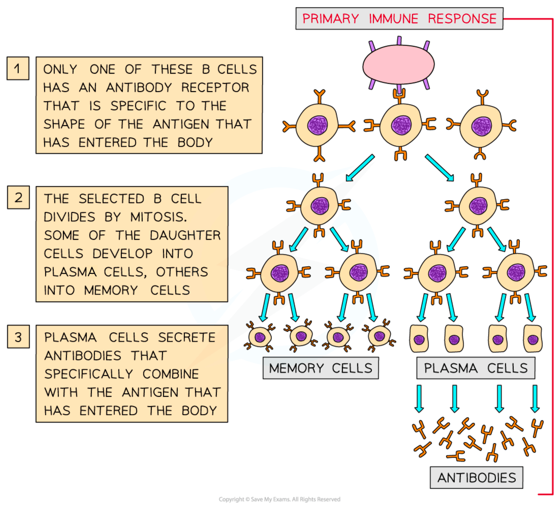 Diagram explaining the primary immune response, showing B cell selection, division into plasma and memory cells, and antibody secretion process.