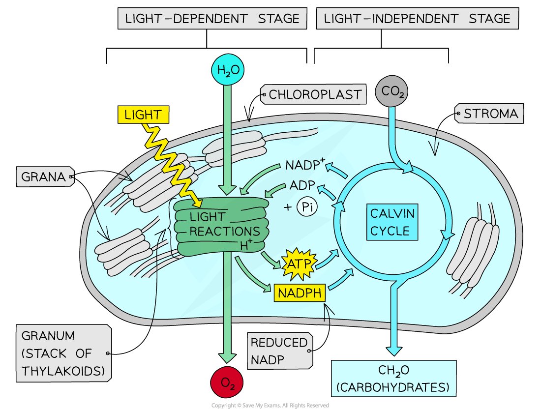 Diagram of photosynthesis in a chloroplast showing light-dependent and light-independent stages, including light reactions, Calvin cycle, and resulting carbohydrates.
