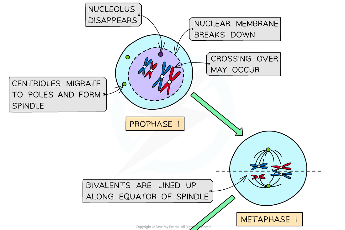Diagram showing Prophase I and Metaphase I of meiosis. Labels describe nucleolus disappearance, spindle formation, crossing over, and bivalents alignment.