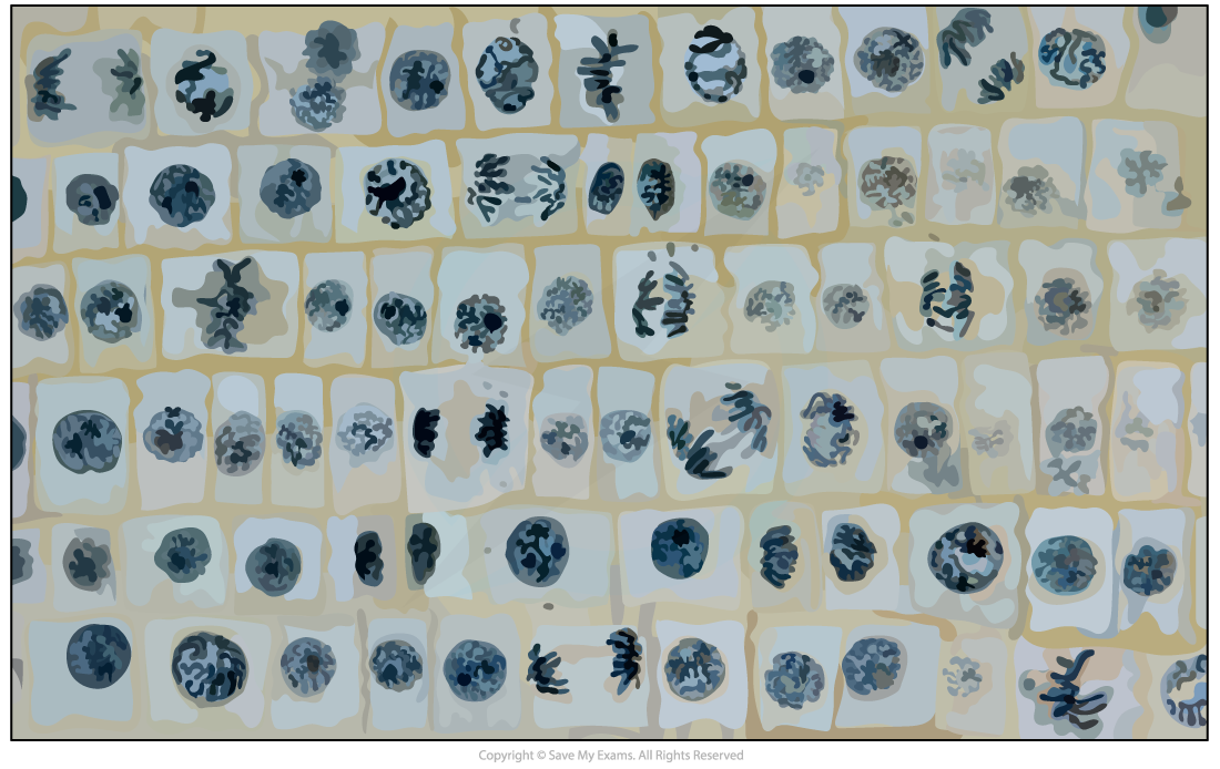 Grid of biological cell illustrations showing different stages of cell division with varying shapes and colours, arranged in rows and columns.