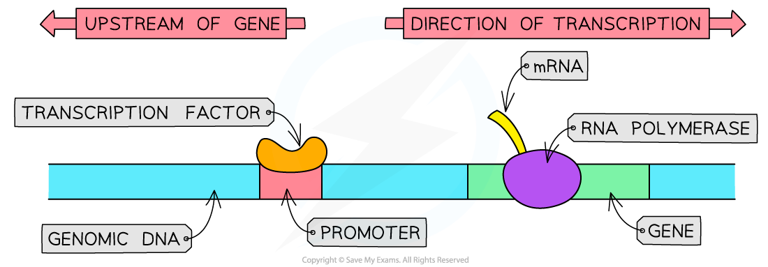 Diagram showing genomic DNA with labelled promoter, transcription factor, RNA polymerase, mRNA and direction of transcription, illustrating gene transcription.