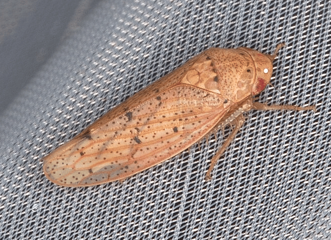 Brown leafhopper with speckled wings and red eyes, resting on a textured grey fabric surface, showcasing intricate details and elongated legs.