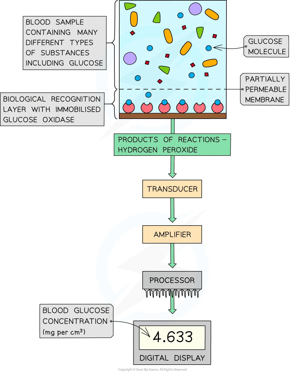 Diagram showing a biosensor detecting blood glucose levels. Glucose oxidase reacts with glucose, producing hydrogen peroxide, read on a digital display.