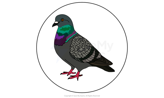 Illustration of the Pigeon from Pigeon English: it has an iridescent green and purple neck, red feet, and black and white striped wings, enclosed in a circle.