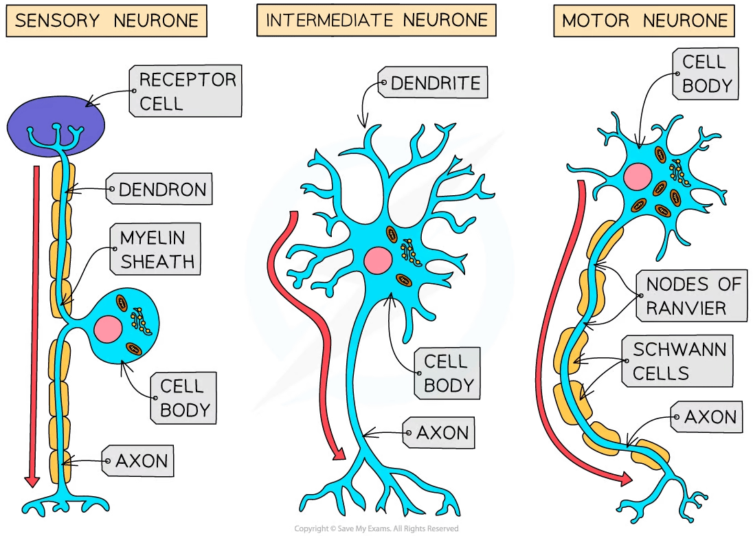 Diagram showing sensory, intermediate, and motor neurones with labelled parts like receptor cell, dendrite, myelin sheath, cell body, and axon.