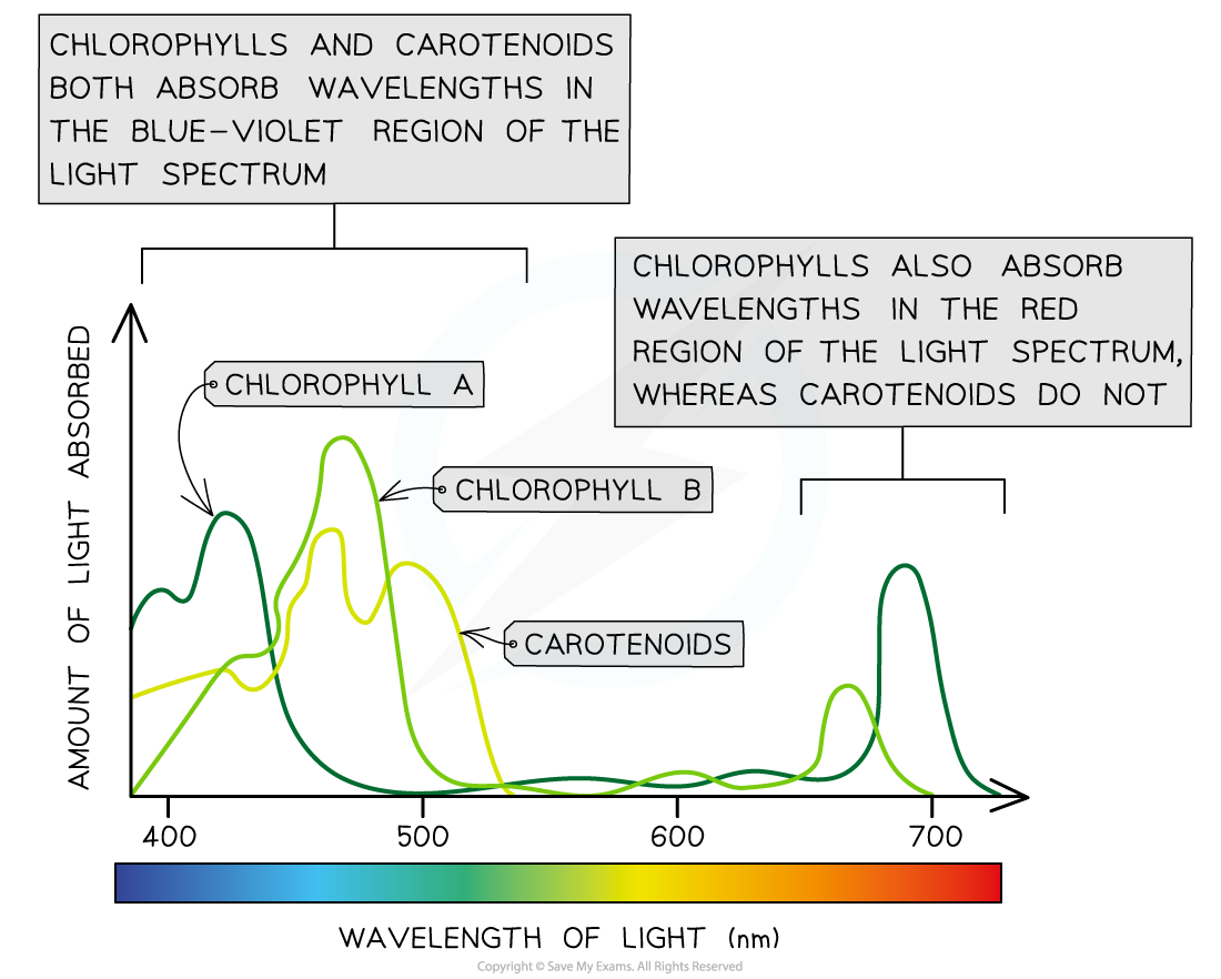 Graph showing light absorption by chlorophylls and carotenoids across the spectrum, with peaks in blue-violet and red regions, and notes on absorption differences.