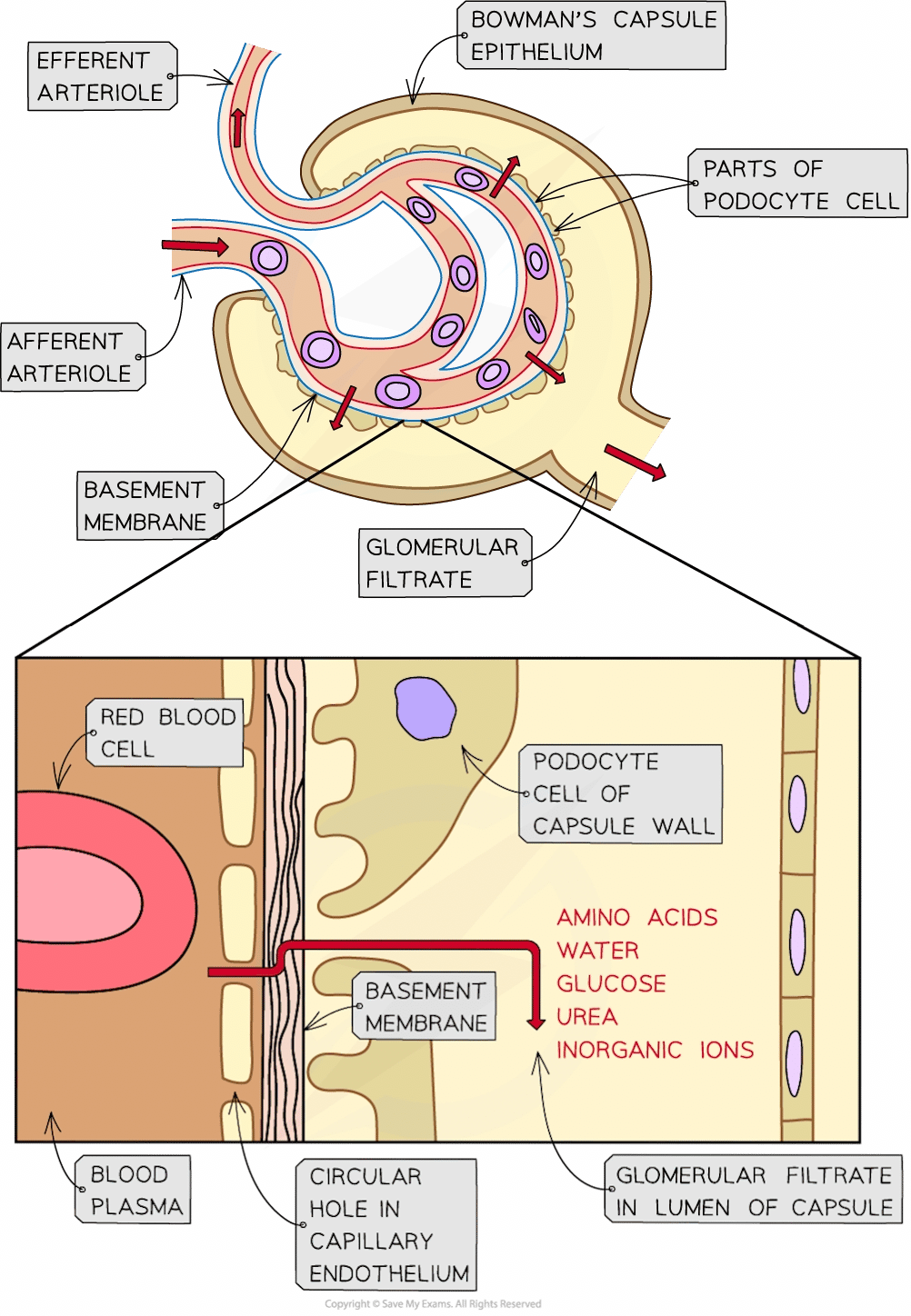 Diagram of kidney glomerulus detailing structures like afferent and efferent arterioles, podocyte cells, and glomerular filtrate flow with labelled components.