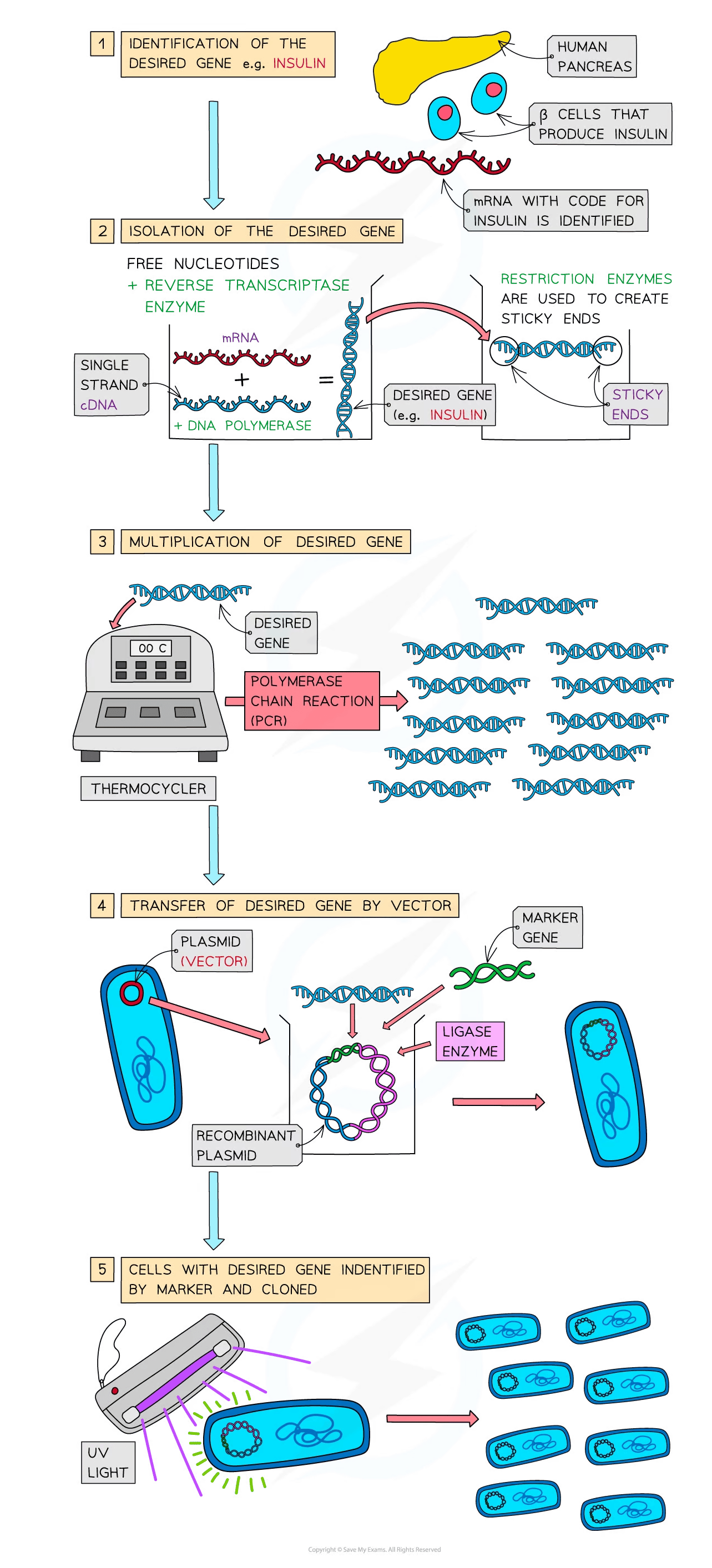 Flowchart of genetic engineering steps: gene identification, isolation, multiplication via PCR, vector transfer, and marker-based gene identification.