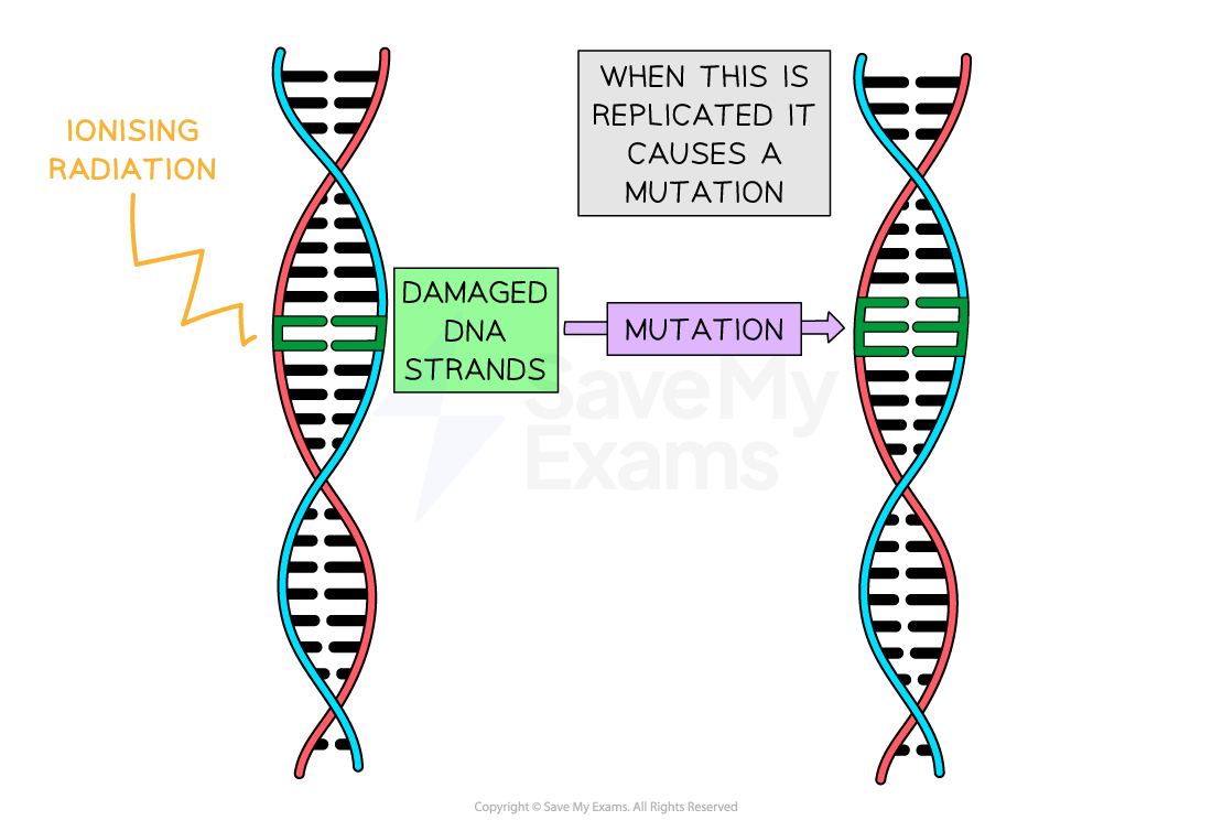 DNA strands damaged by ionising radiation lead to mutations when replicated, illustrated by a diagram showing the mutation process.