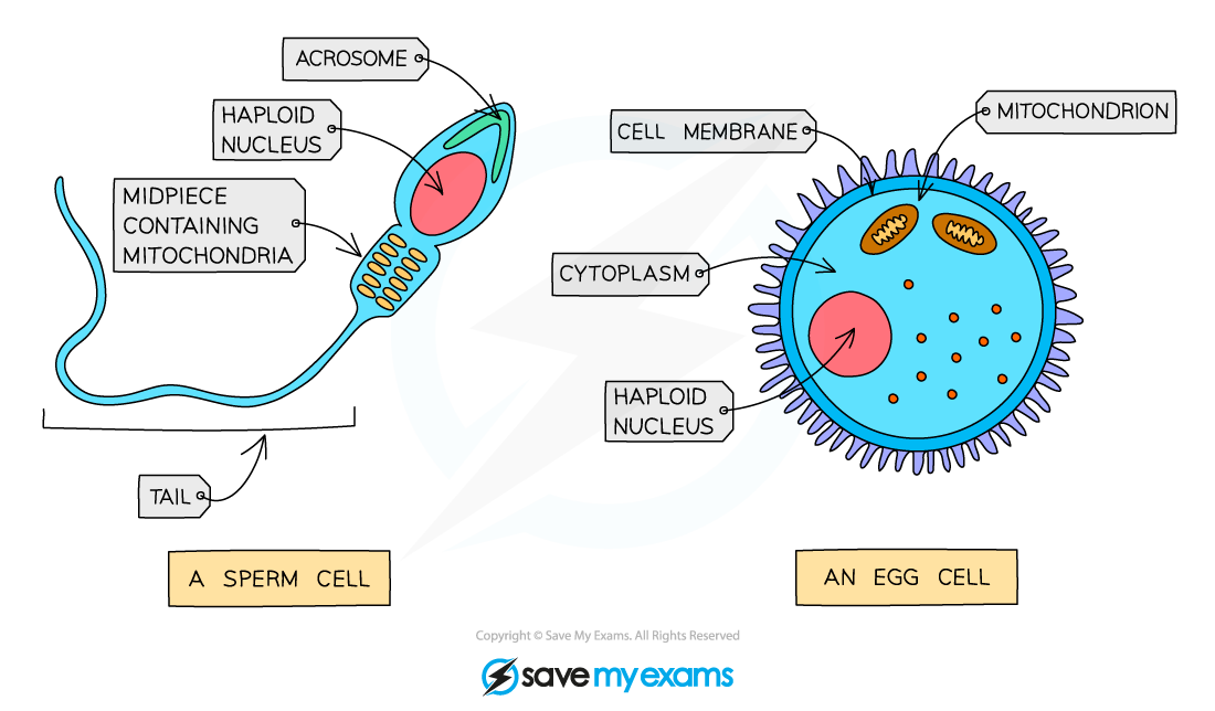 Diagram showing a labelled sperm and egg cell. The sperm has an acrosome, haploid nucleus, and tail; the egg has cytoplasm and mitochondria.