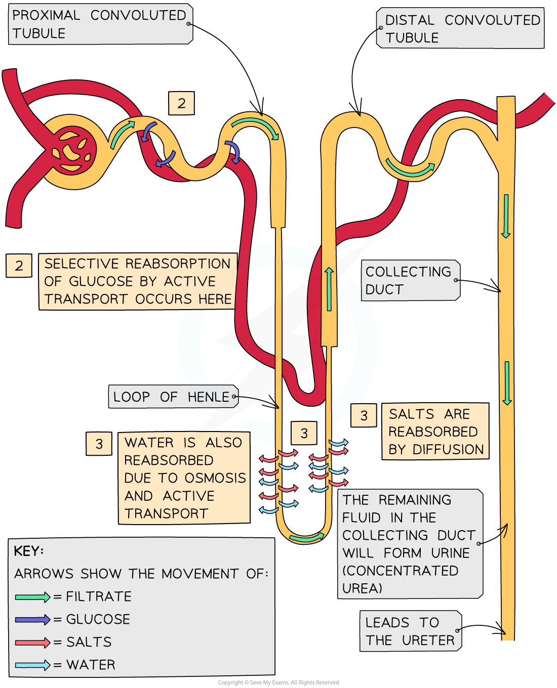 Diagram of nephron showing proximal and distal tubules, Loop of Henle, collecting duct, and processes of reabsorption using colour-coded arrows.