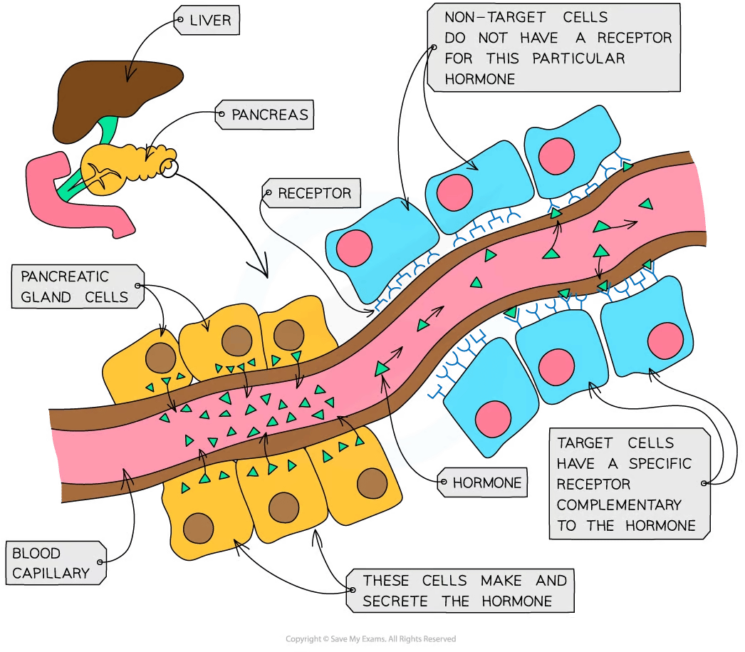 Diagram illustrating hormone secretion and targeting. Shows pancreatic gland cells, blood capillary, hormones, target cells with receptors, and non-target cells.