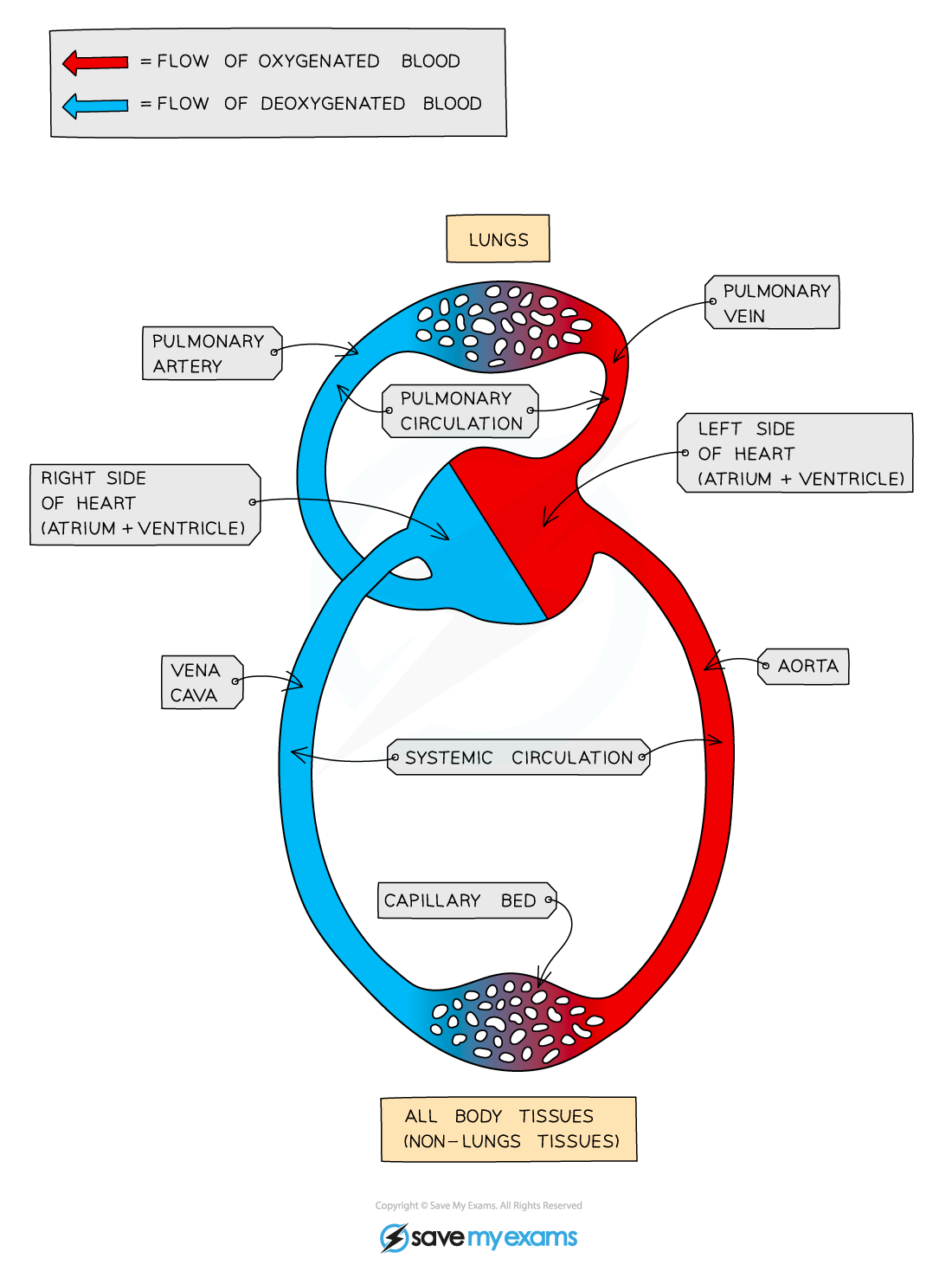Diagram of blood circulation showing oxygenated blood flow in red, deoxygenated in blue, with labels for heart chambers, lungs, and body tissues.